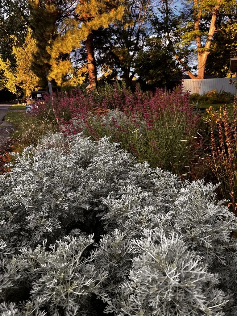 Water Wise Urban Habitat Garden