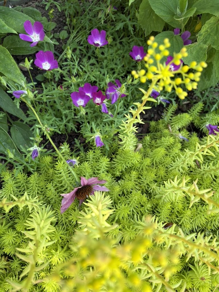 Angelina Sedum and Prairie winecups