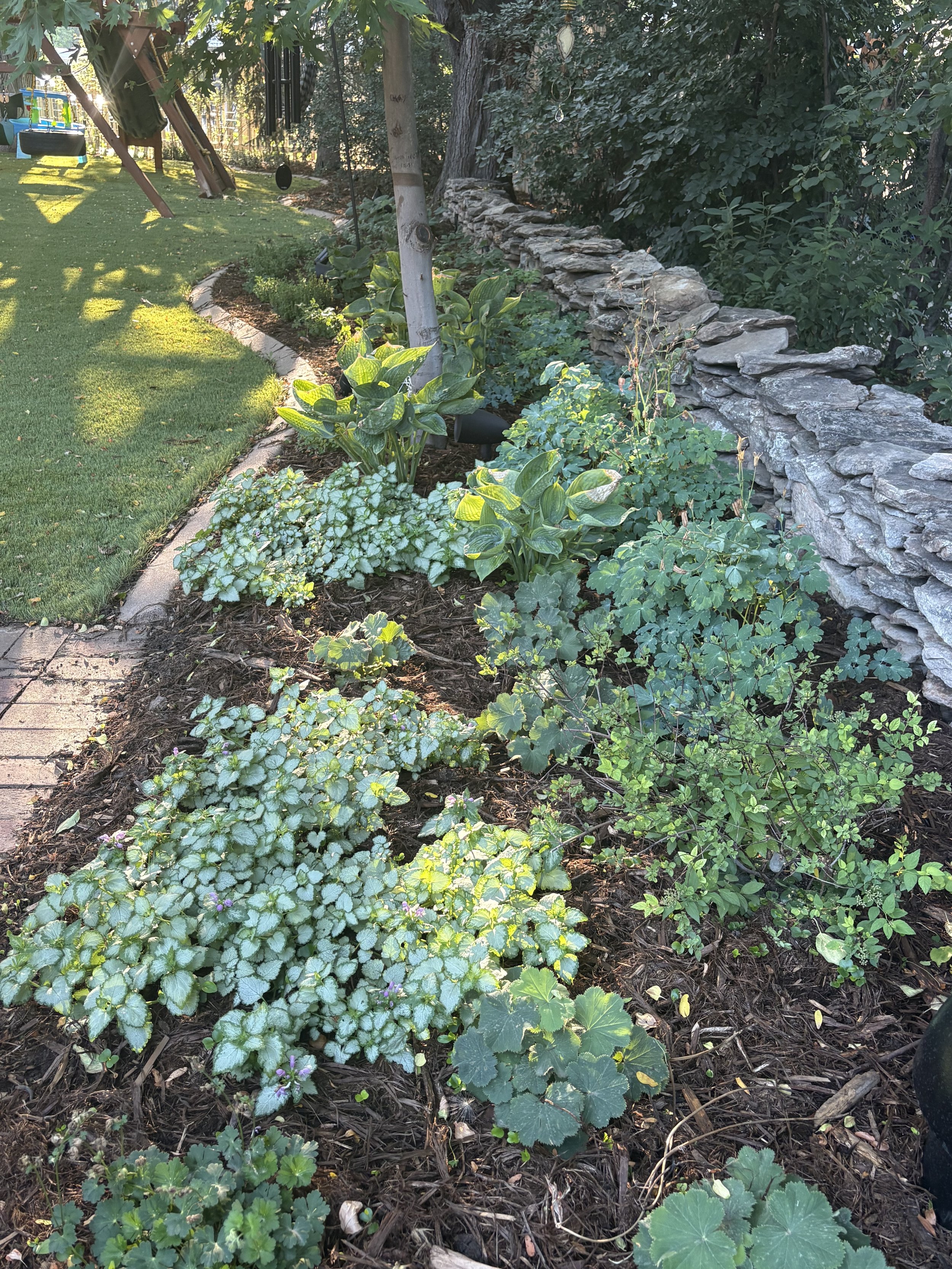 Colorado shade gardens