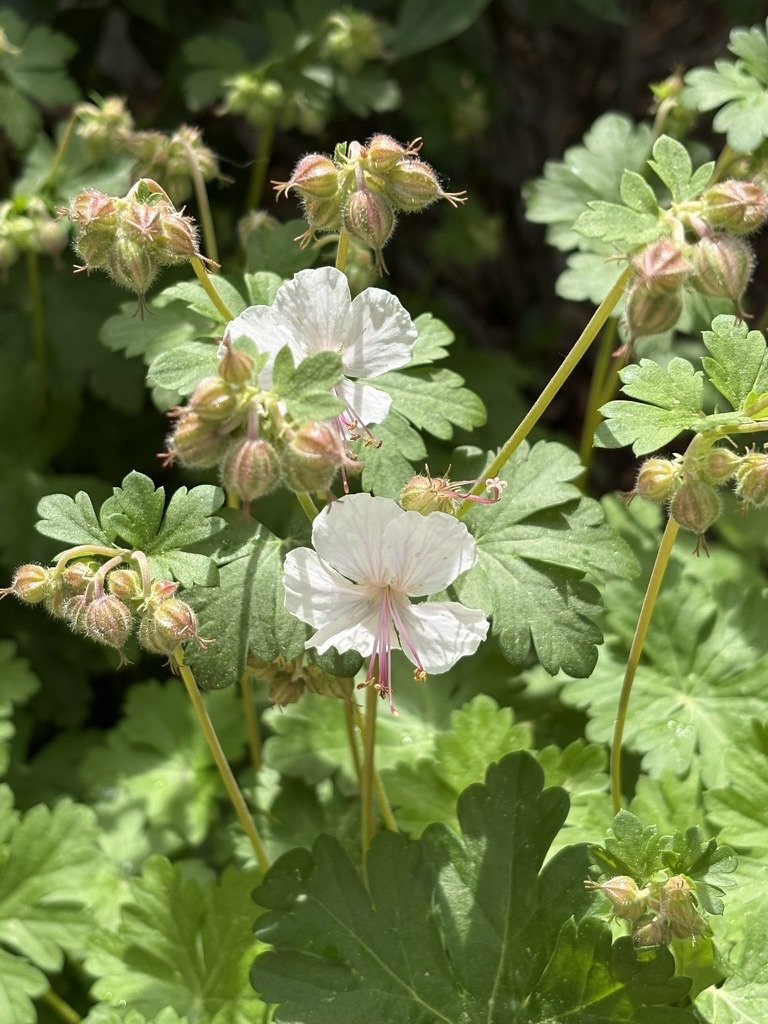 Biokovo cranesbill