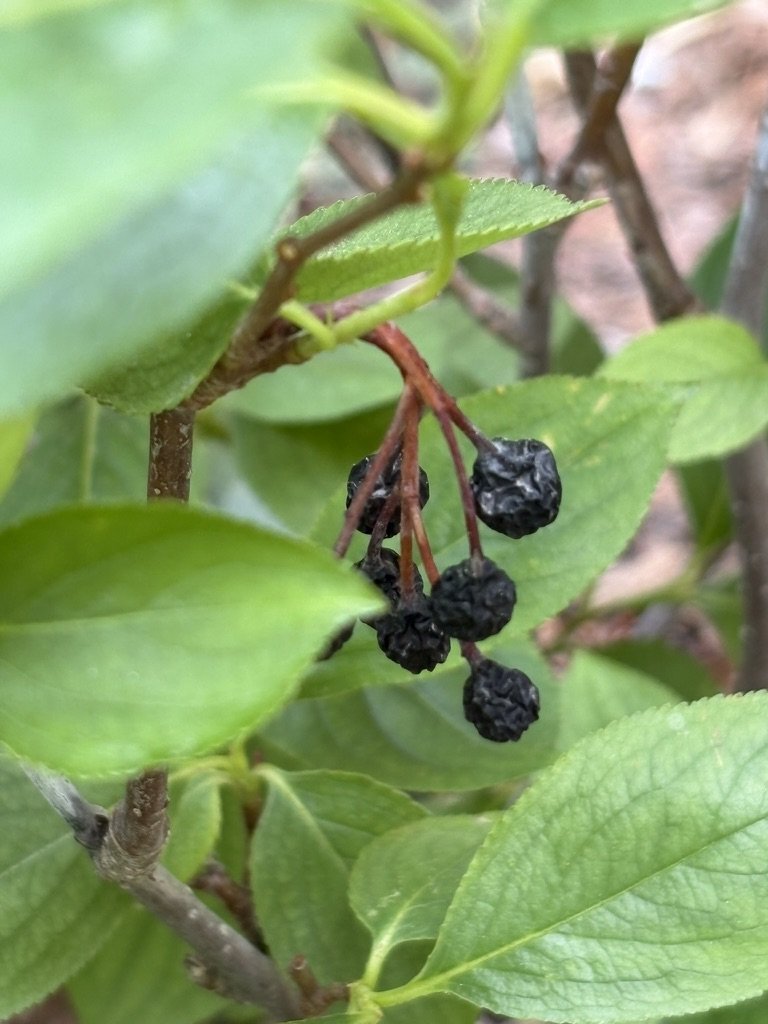 Chokeberry