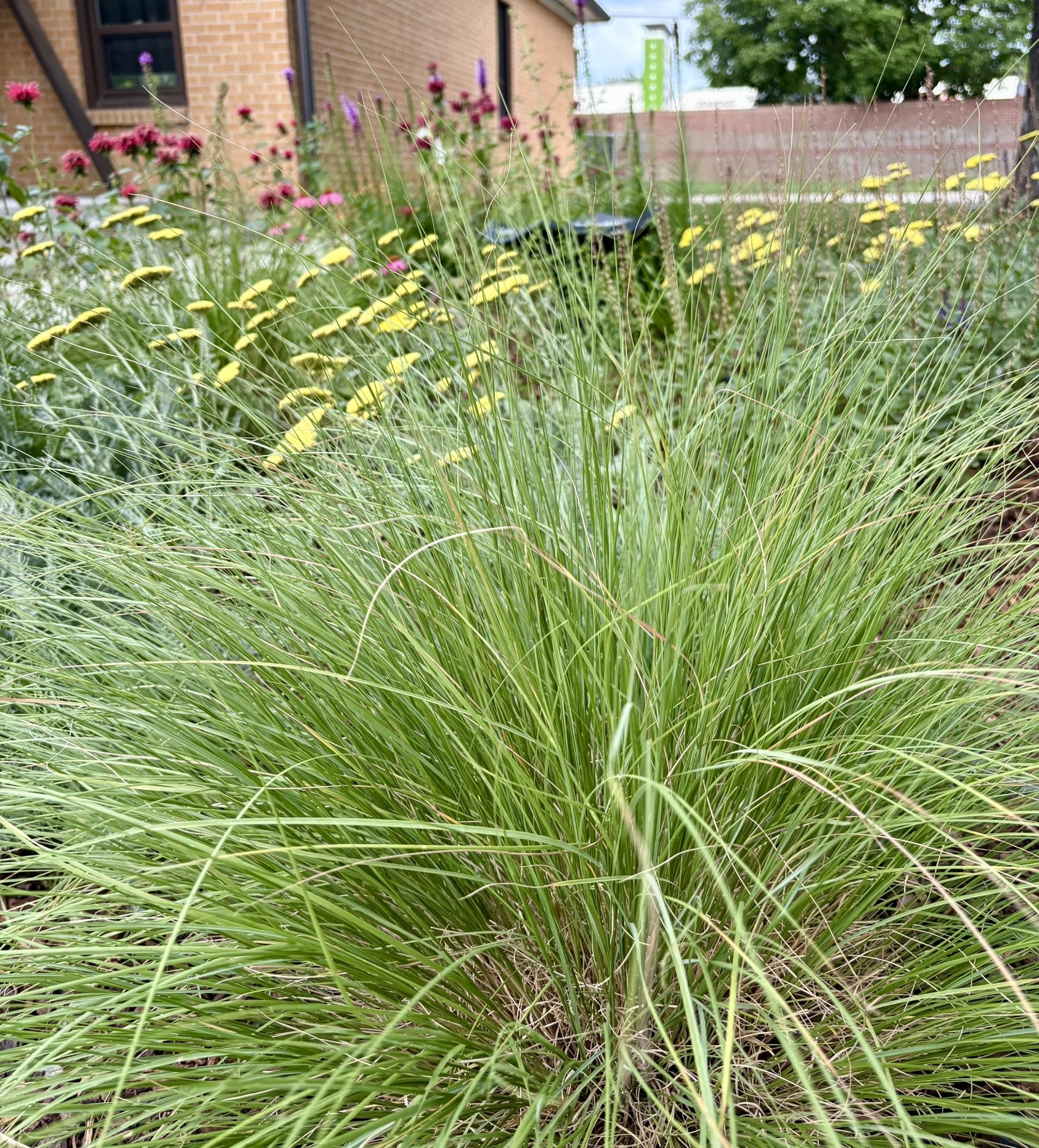 DIY campus pollinator corridor garden