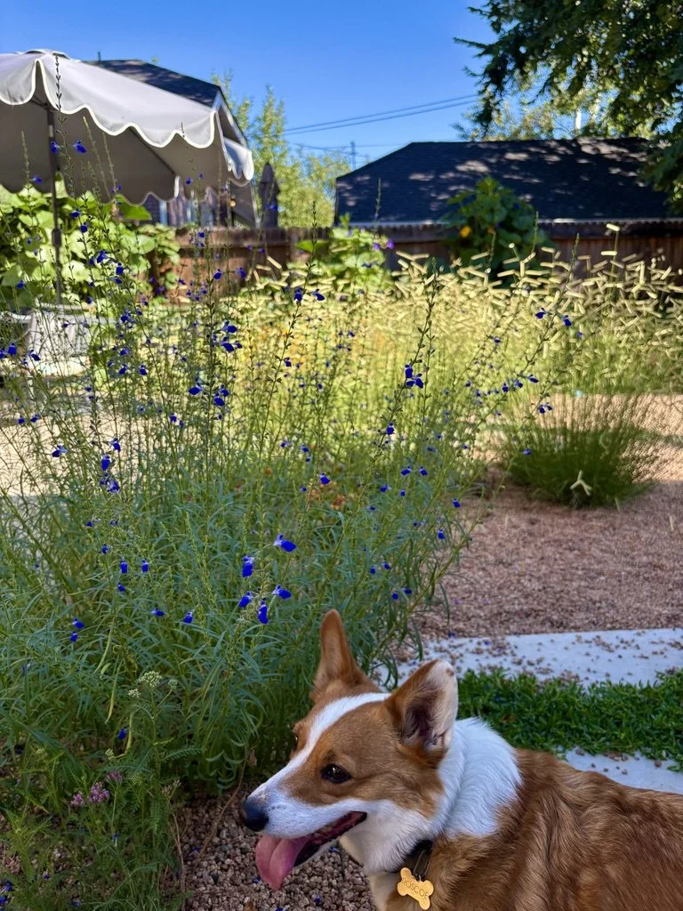 Denver water wise garden