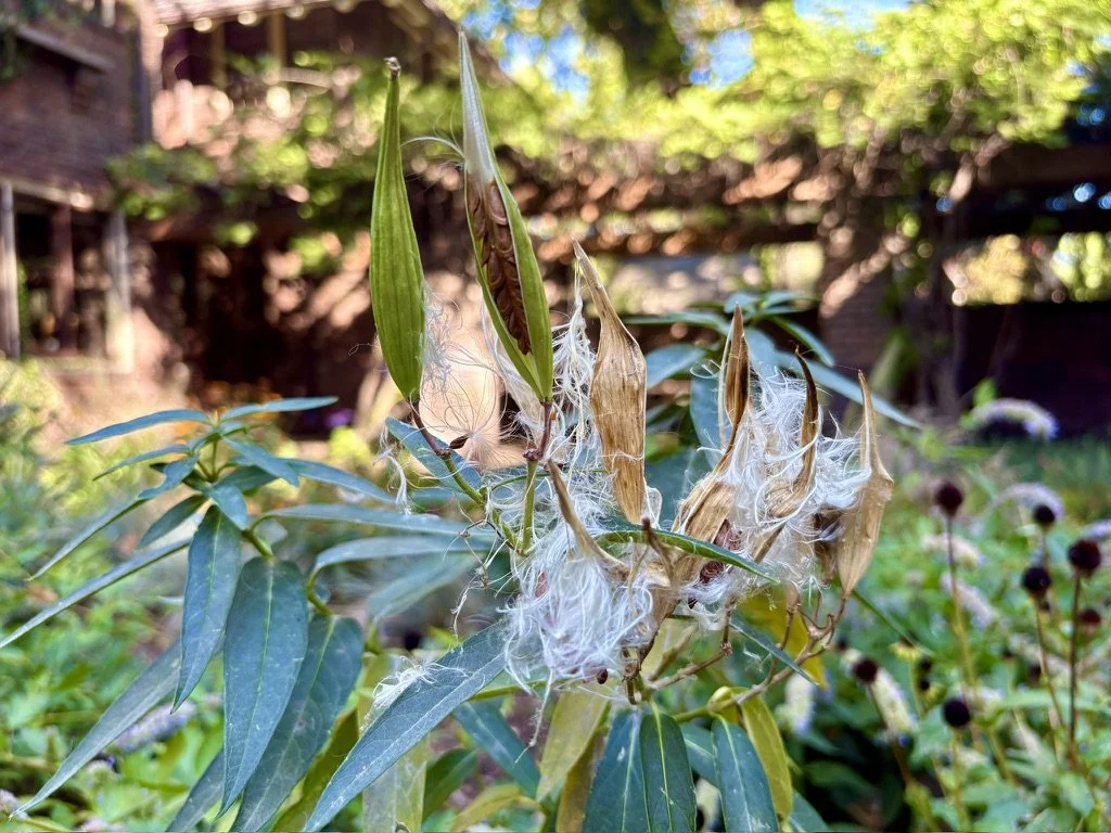 Swamp Milkweed seed heads