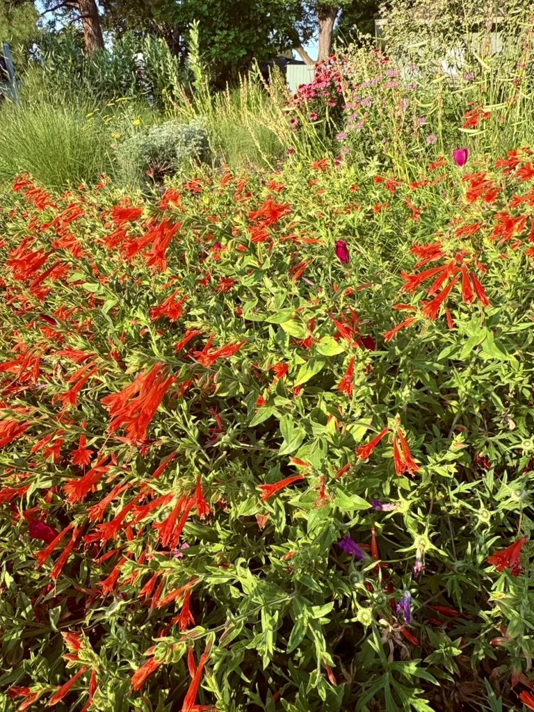 Orange carpet hummingbird trumpet
