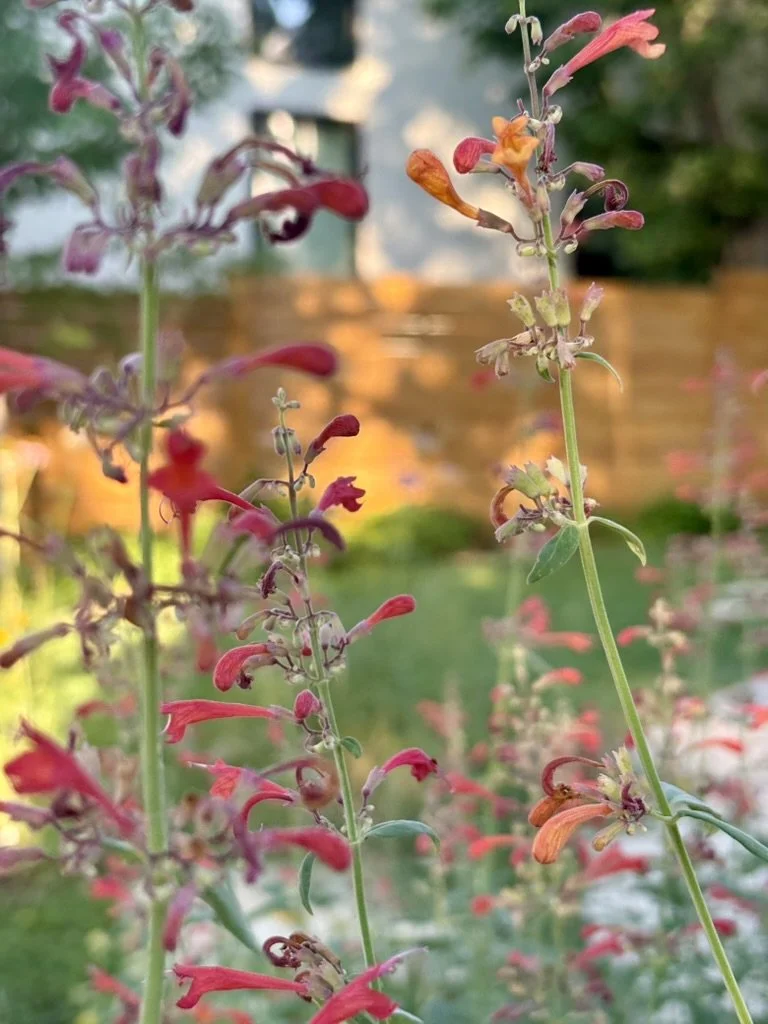 Coronado hyssop