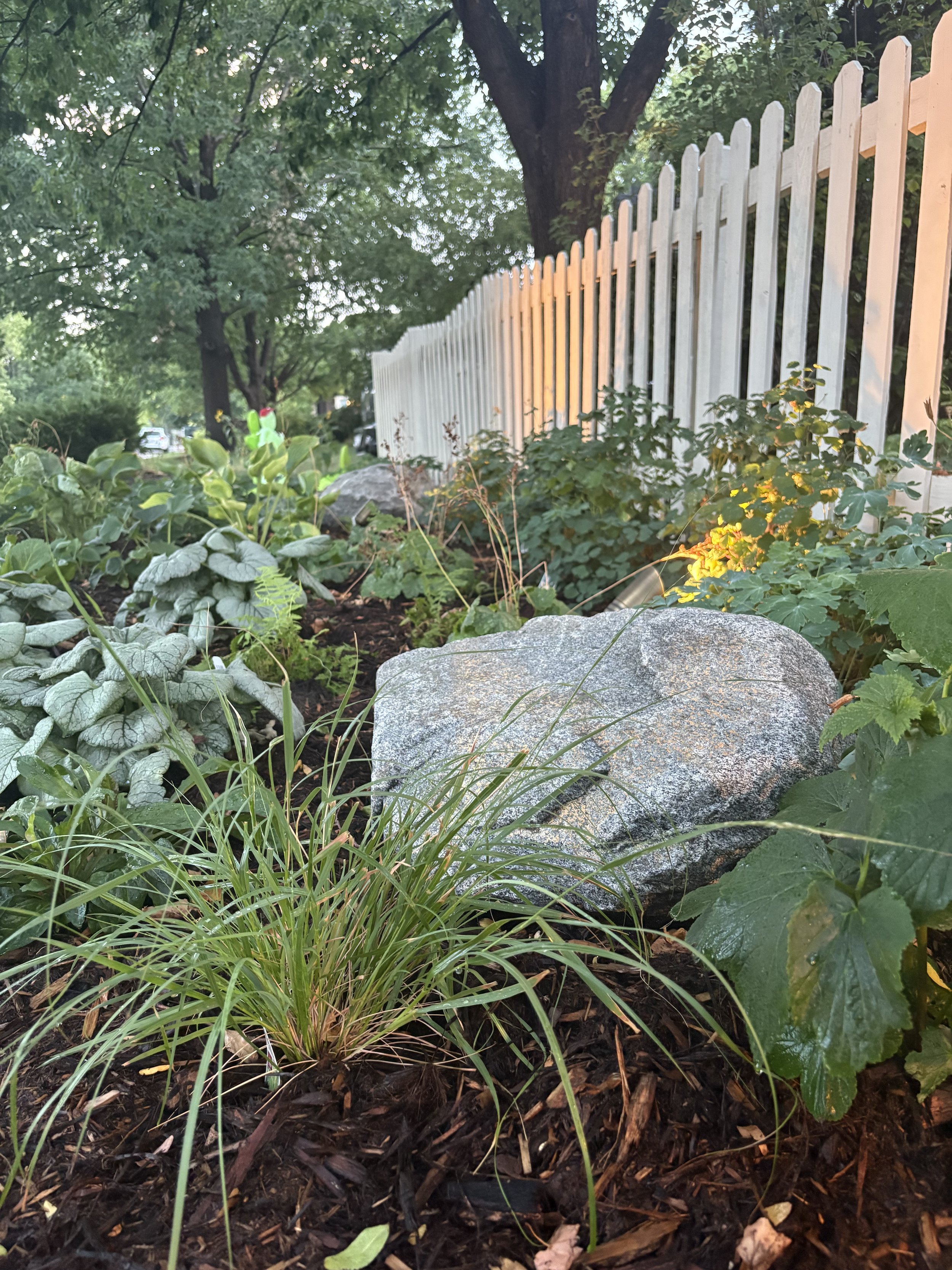 Woodland shade garden