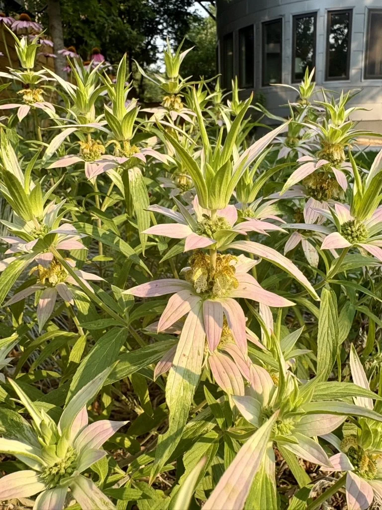Spotted beebalm, Monarda punctata