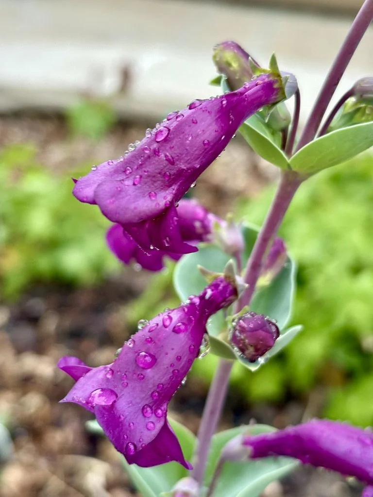 penstemon