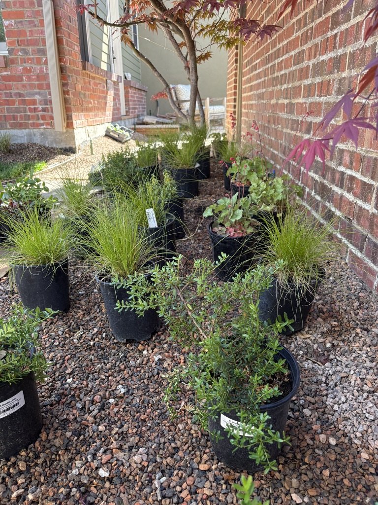 Xeric shade garden
