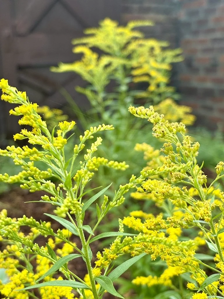 Goldenbaby goldenrod