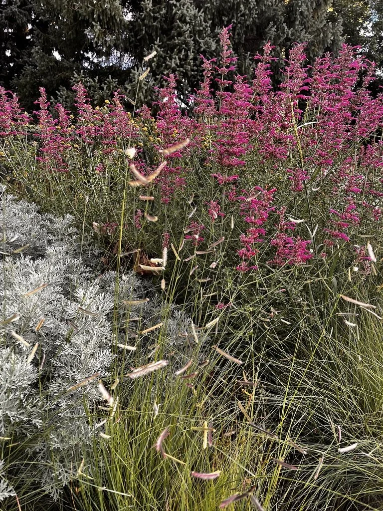 Urban Habitat Garden with Blue Grama and Sonoran Sunset Hyssop