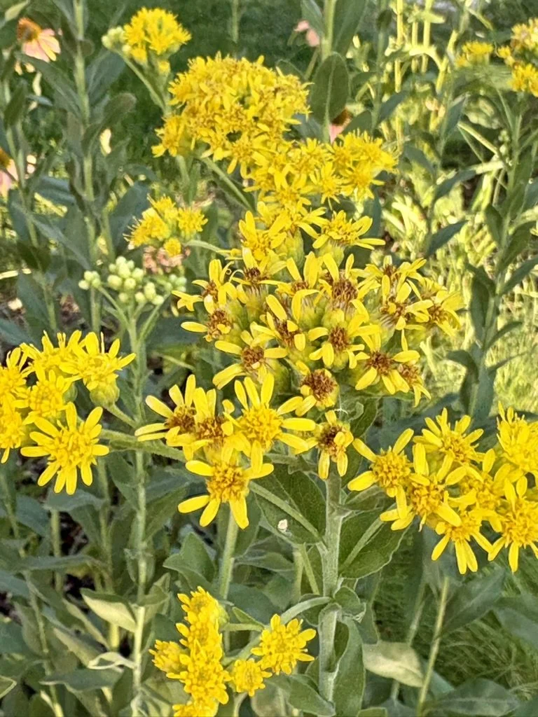 Stiff goldenrod, Solidago rigada