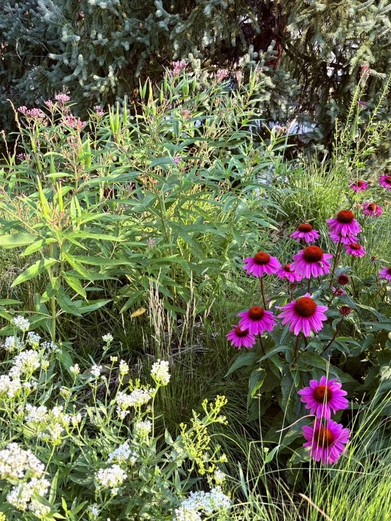 urban pollinator garden