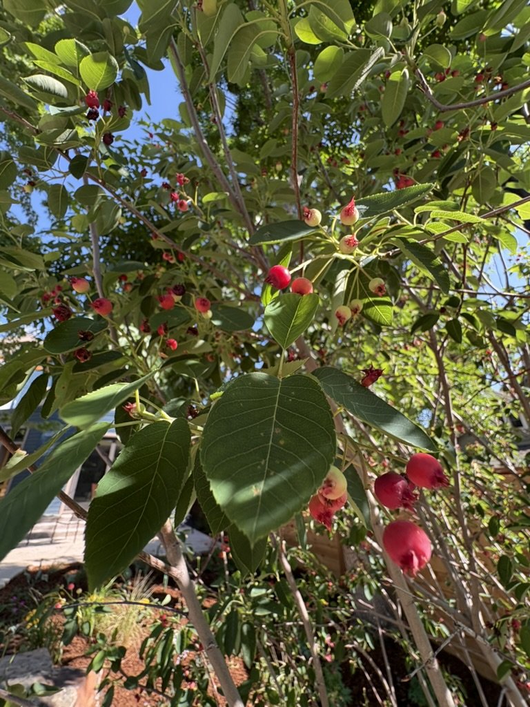 Serviceberry