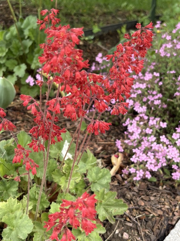 Red Coral Bells