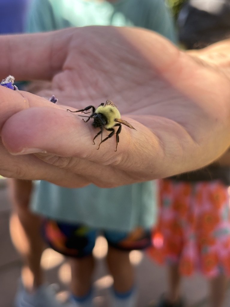 Native bumblebee