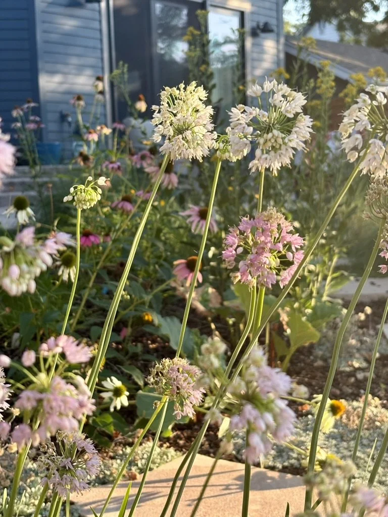 Nodding onion, Allium cernuum