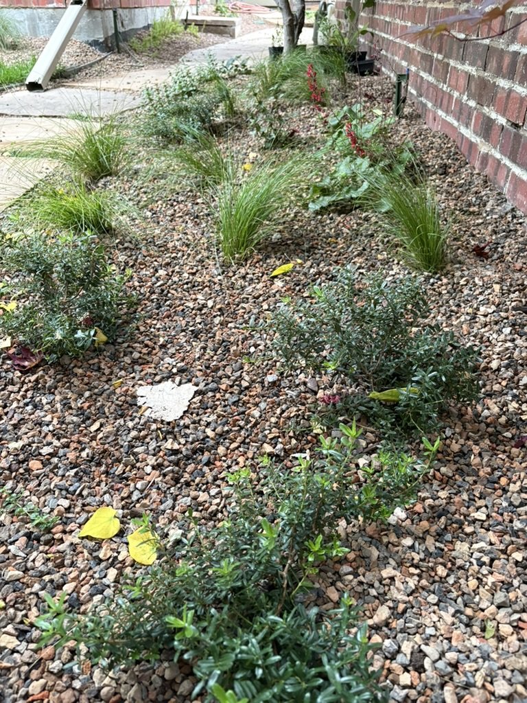 Xeric shade garden