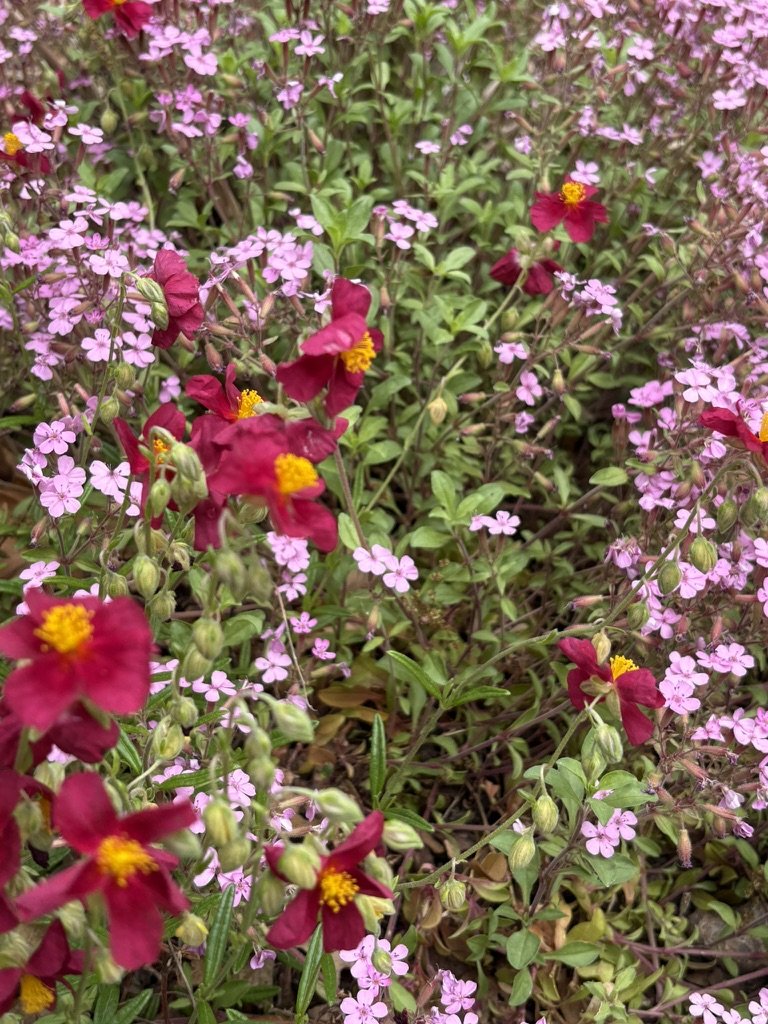 Sunrose and sopwort