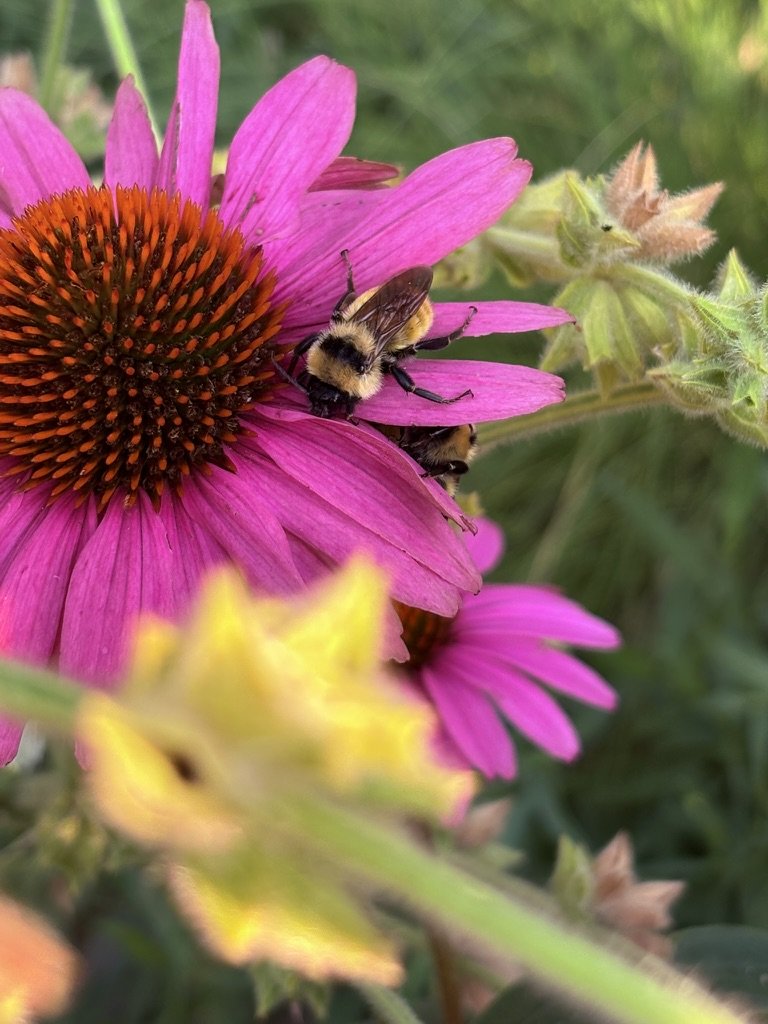 Native Pollinator Garden Denver