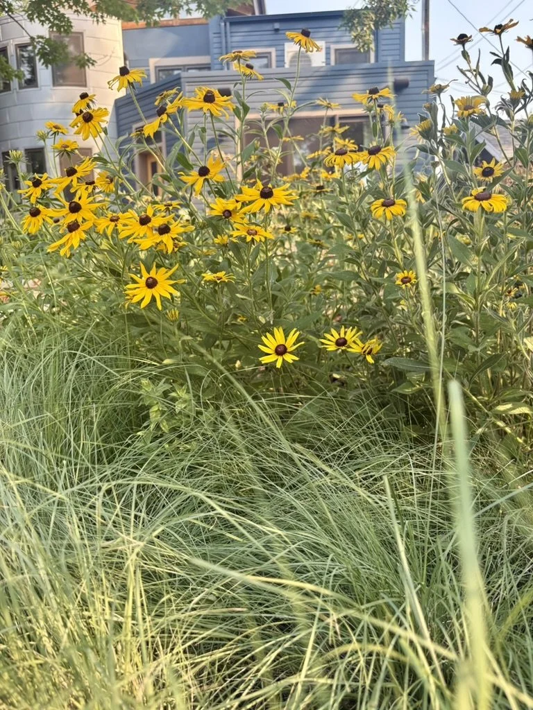 Colorado water wise landscape