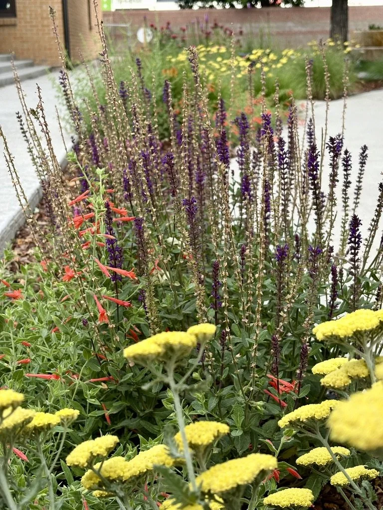 School pollinator gardens