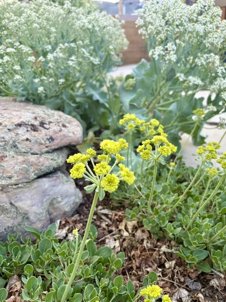 Sea kale and sulphurflower buckwheat