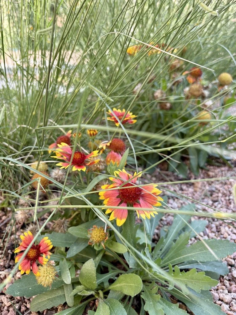 Blanket flower