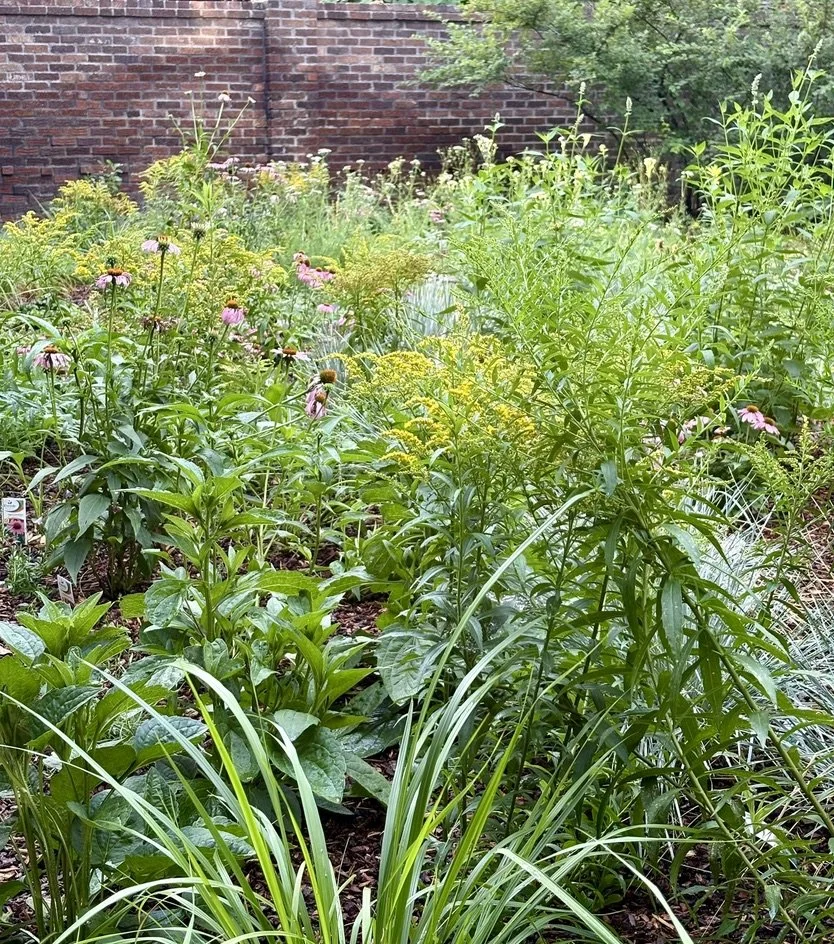 Denver urban habitat garden