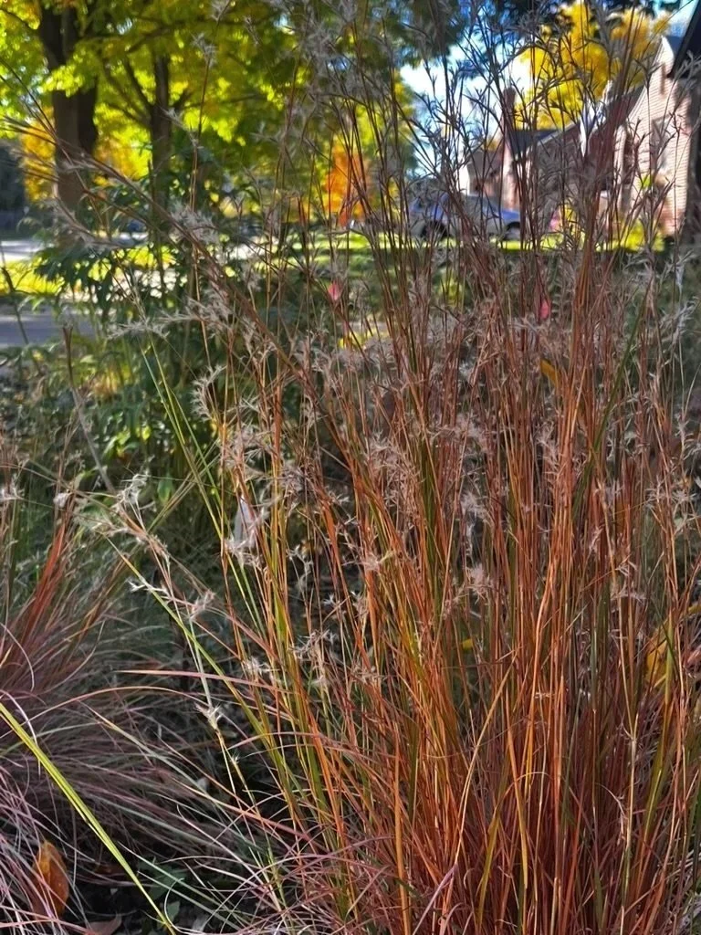 Little Bluestem