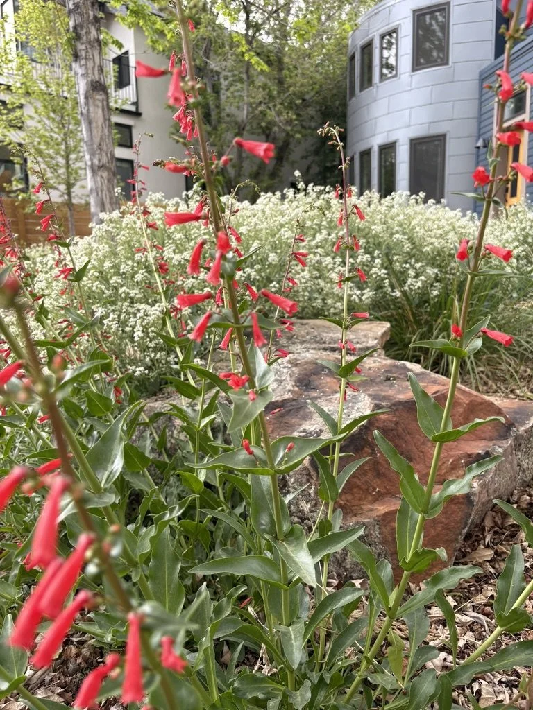 Coloradoscaping