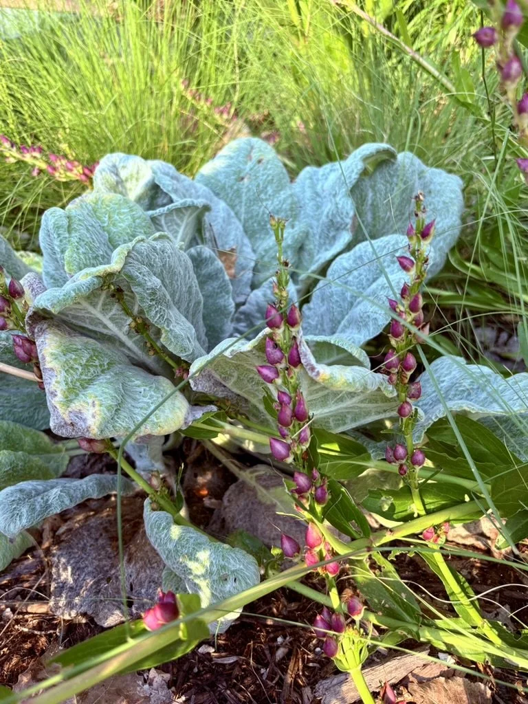 Salvia Argentea