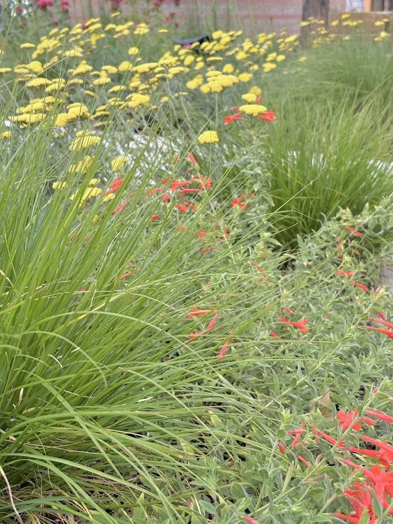 Denver native pollinator garden