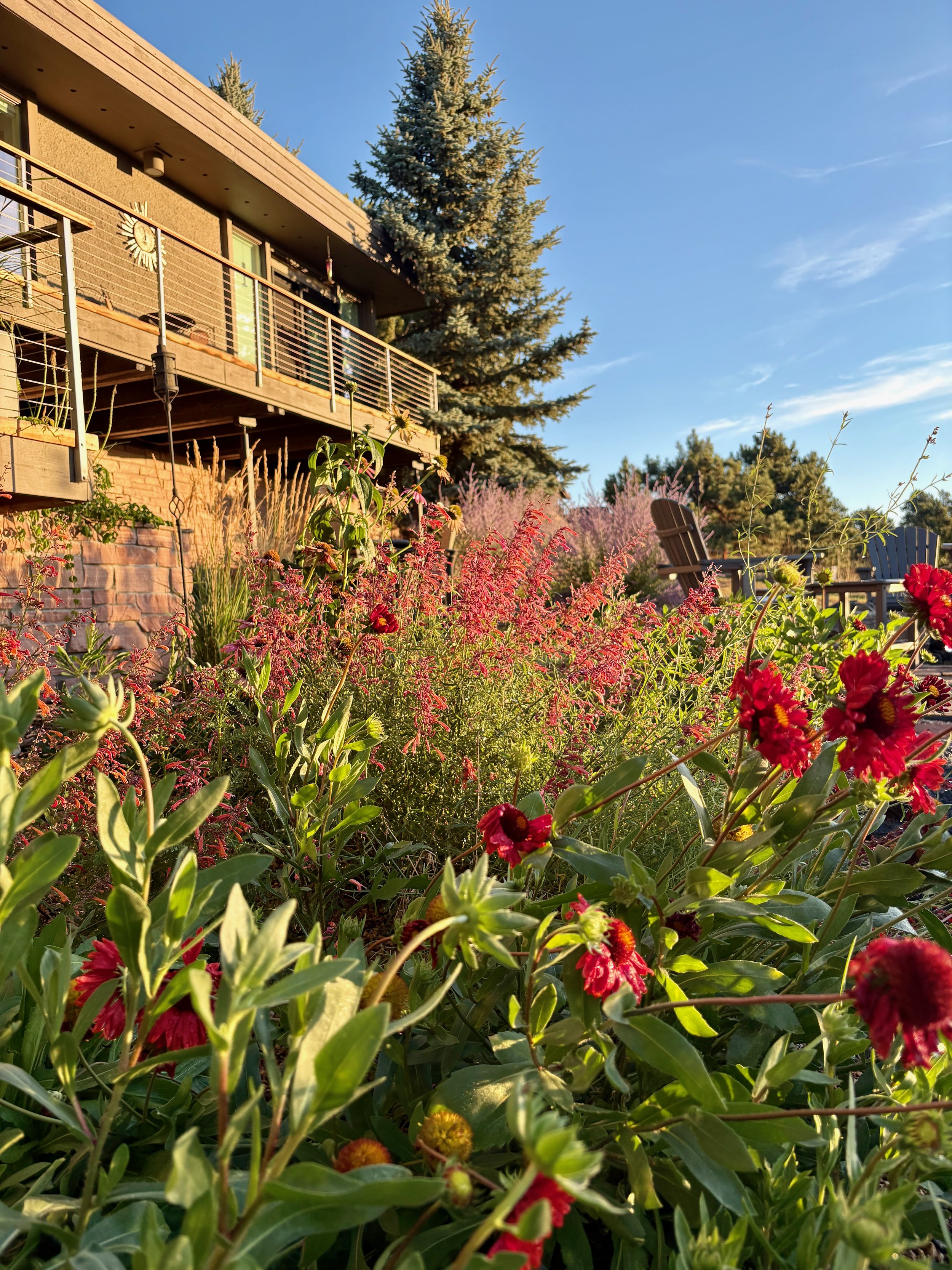 Native pollinator garden