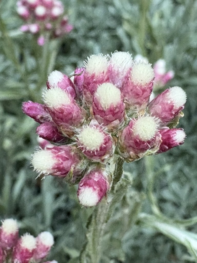 Rubra pussytoes