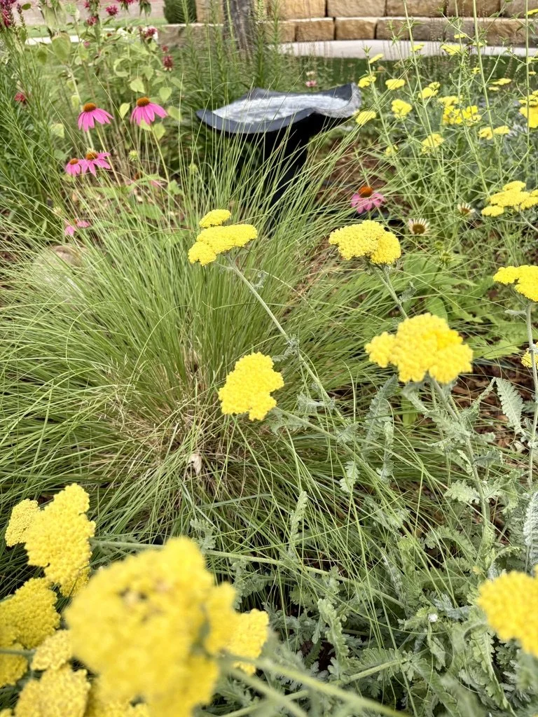Denver pollinator garden