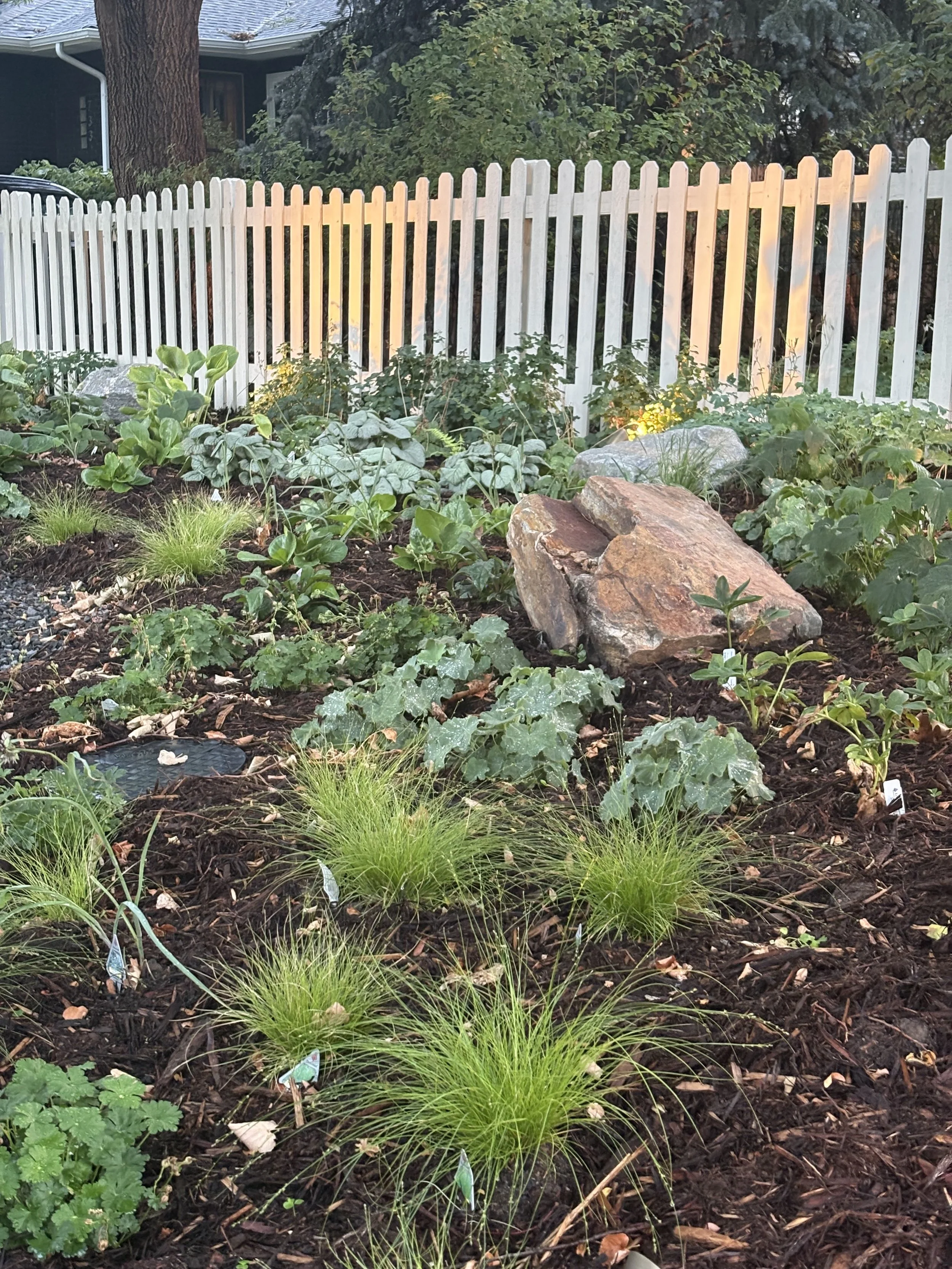 Woodland shade gardens