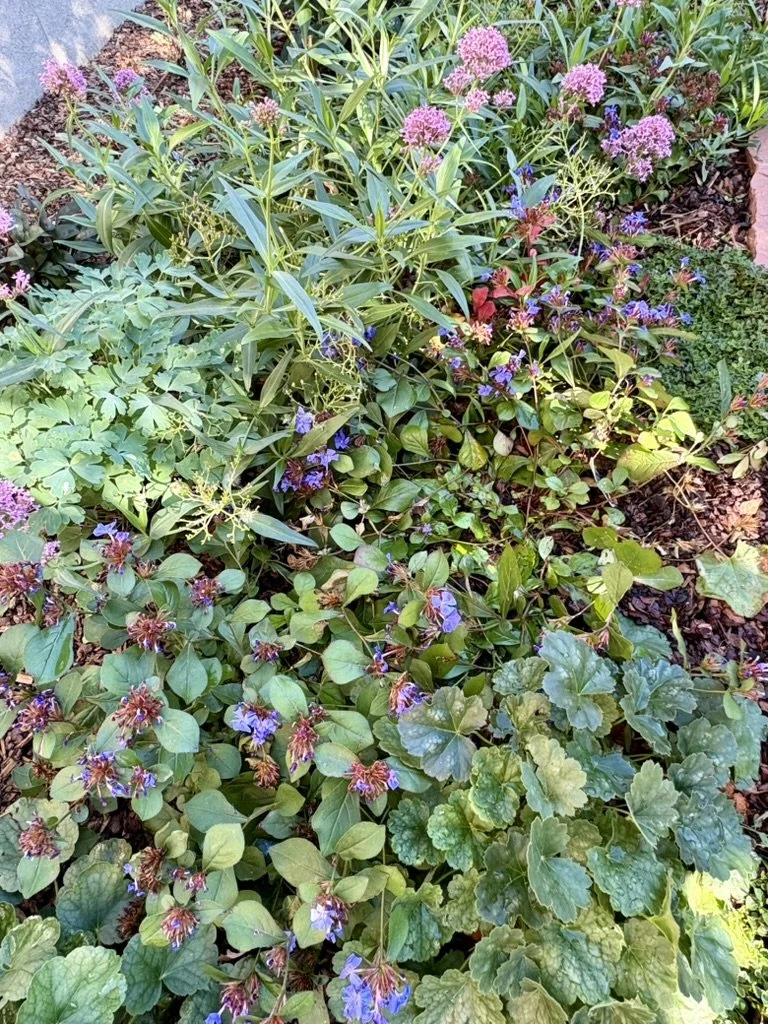Fall garden