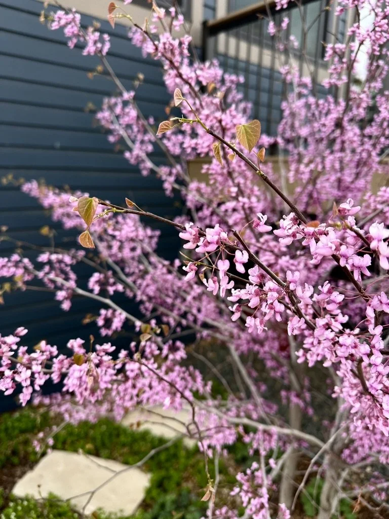 Eastern Redbud