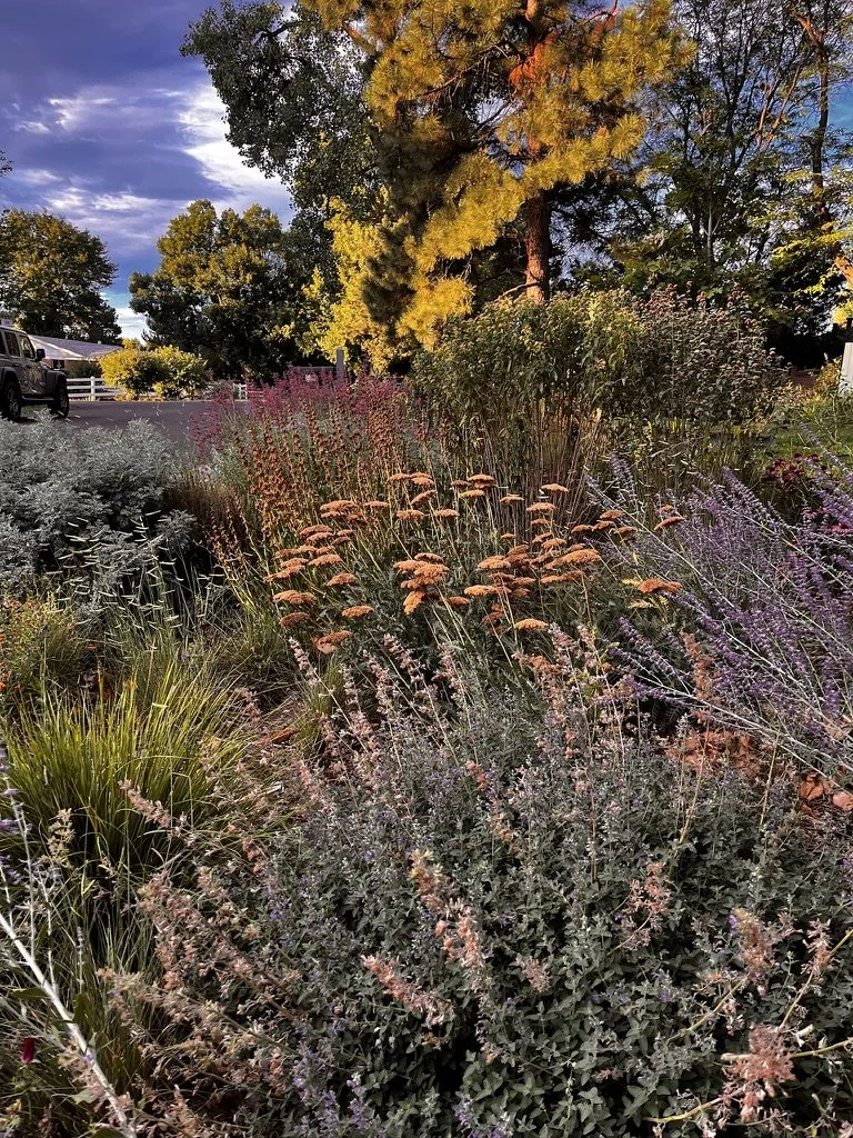 Fall pollinator garden