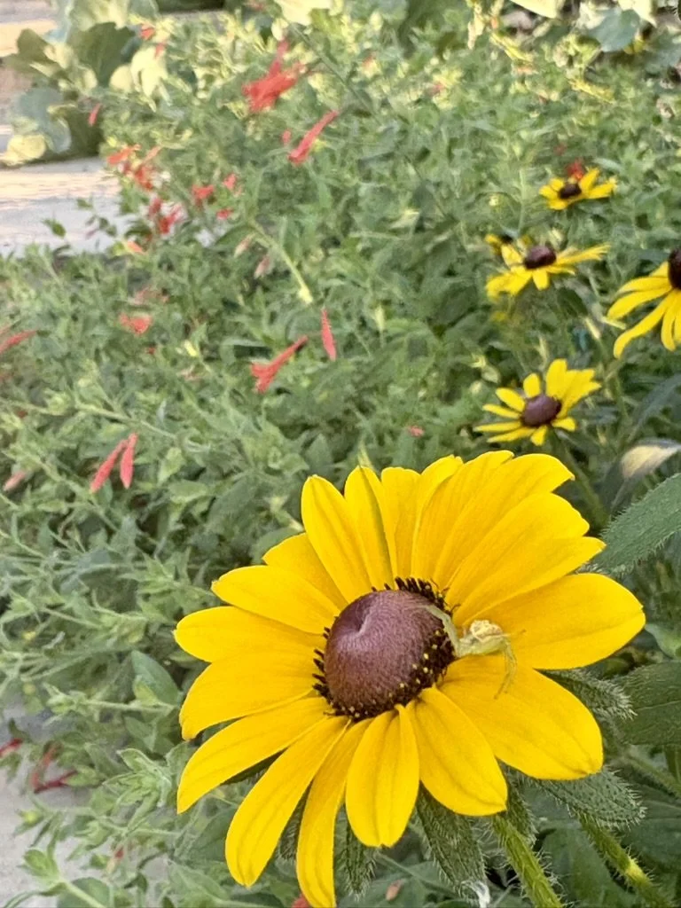 Colorado native pollinator garden