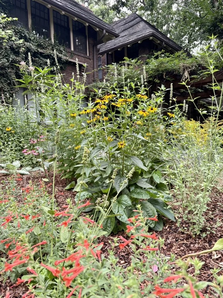 Denver native pollinator garden