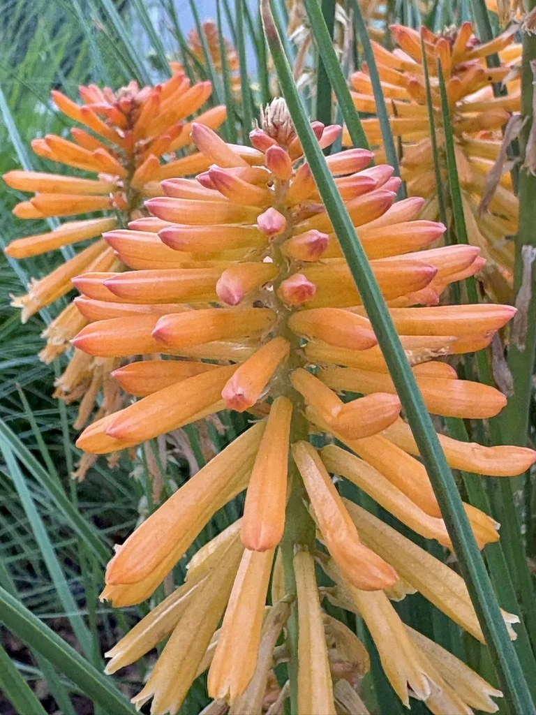 Torch Lily