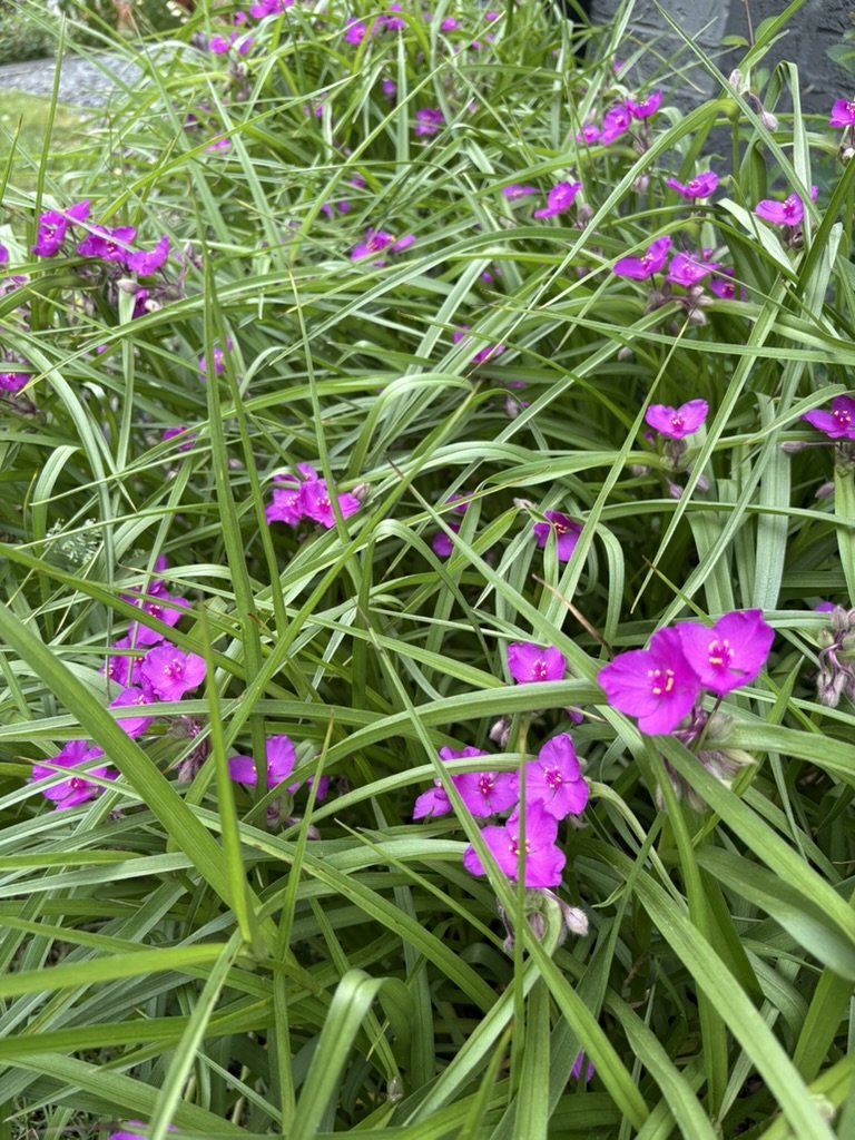 Spiderwort