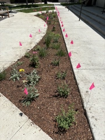 Campus pollinator garden
