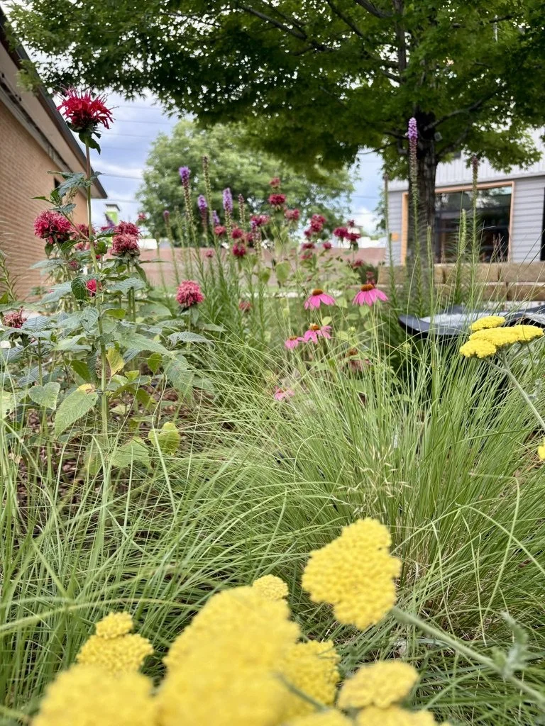 DIY school pollinator gardens