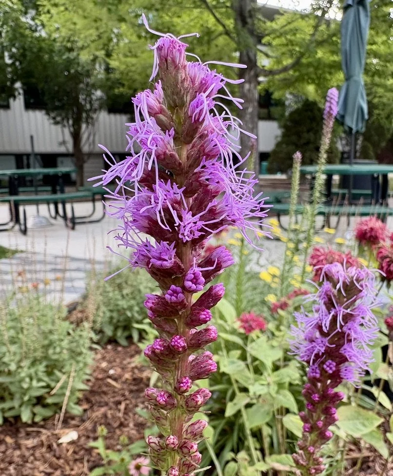 Liatrus Blazing Star

