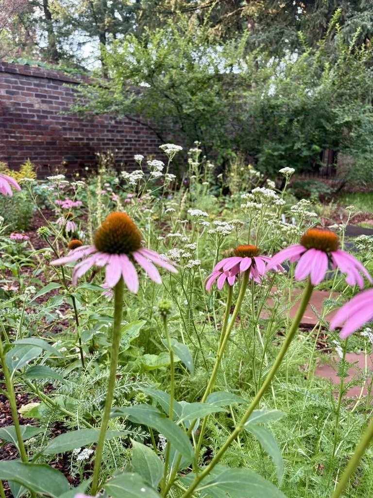 Denver native prairie meadow garden