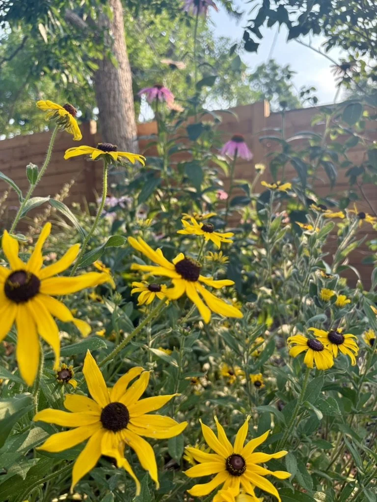 Colorado pollinator garden